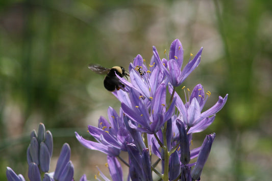 Why All Pollinators Matter: Beyond the Honeybee