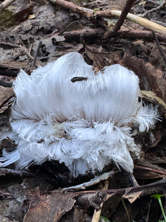 Ice-shrooms or Fung-ice? The Truth Behind Hair Ice