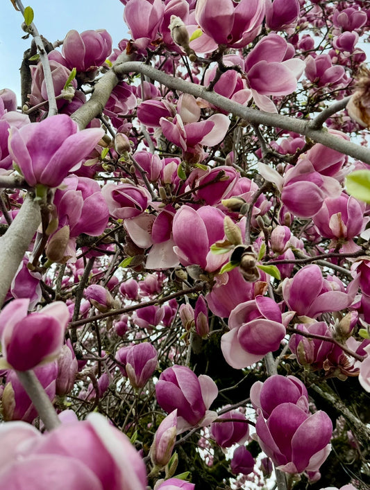 Magnolia Magic: A Guide to Making Your Own Spring Elixir