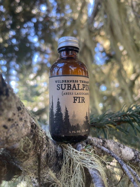 The Healing Essence Of Conifers