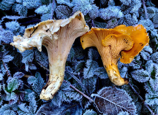 Rowen Forage Golden Ticket