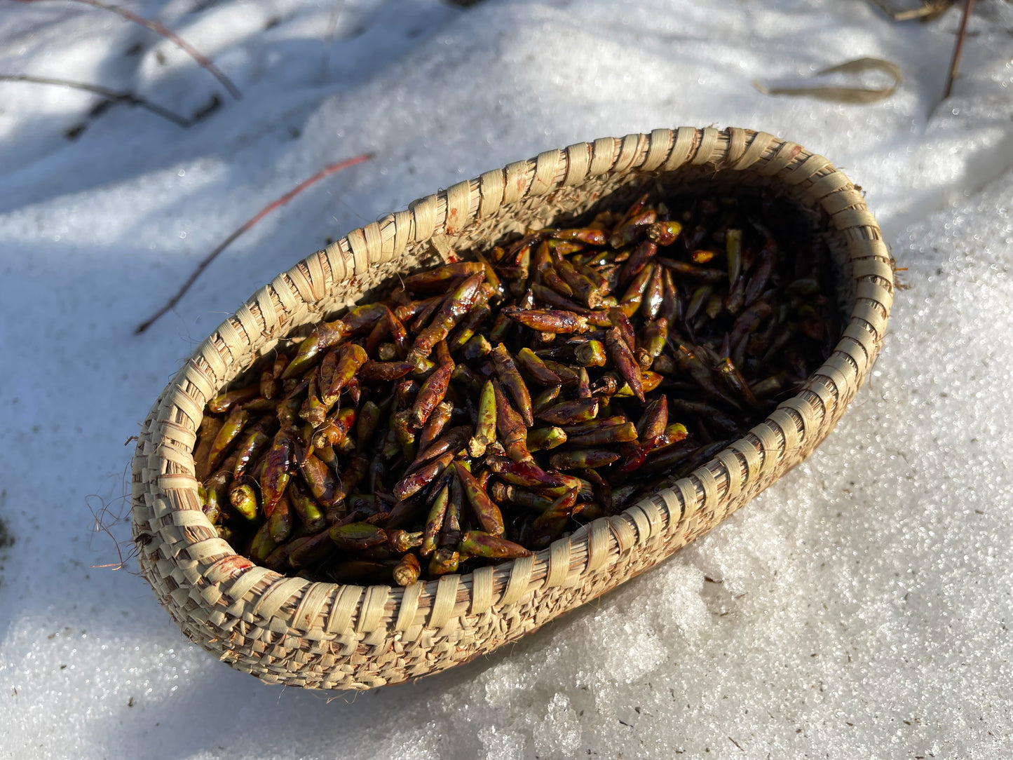 Black Cottonwood Face & Body Oil
