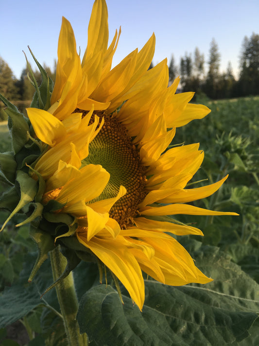 Sunflower Oil Secrets Revealed: Why Raw Is The Best