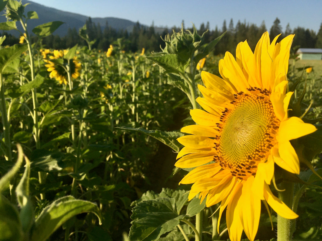 Circadian Farm: A Tapestry of Nature, Harmony, and Nourishment