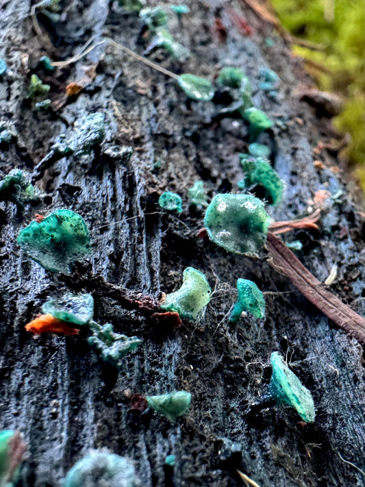 The Emerald Elf: Discover Cascadia’s Greenest Fungus