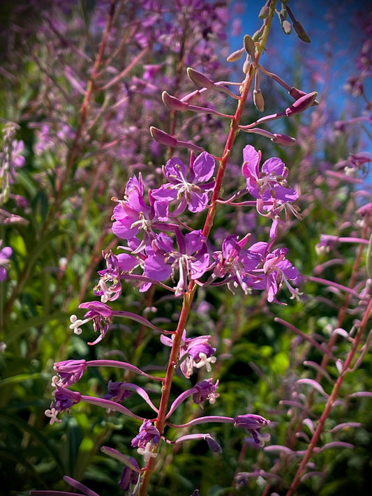 Early Summer Infusions - Fireweed Tea Dreams
