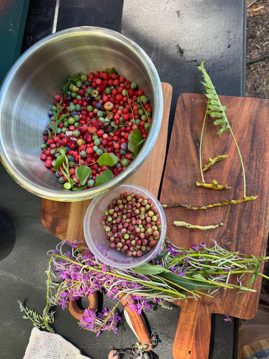 Mid-Summer Field Notes: Forest Preserves