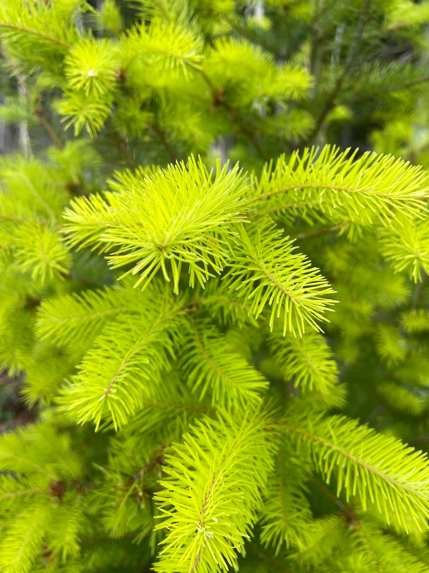 Douglas Fir Spring Tip Tea