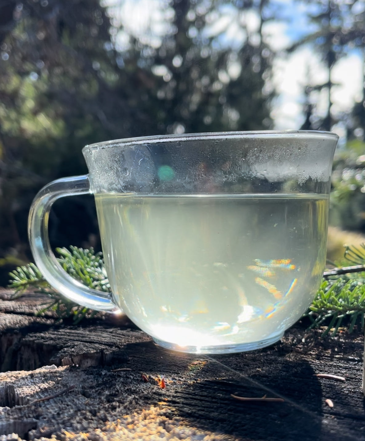 Fir Tea Douglas Fir Spring Tip Tea – Rowen Forest